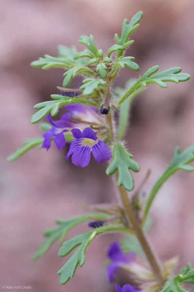 Schistophragma intermedium, photographed by Ken-ichi Ueda