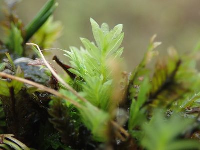 Fissidens adianthoides, photographed by Randal