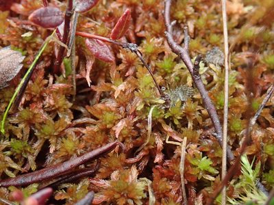 Sphagnum subnitens, photographed by Randal