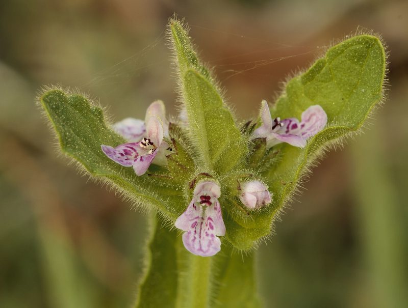 Stachys stricta, photographed by Megan Ralph