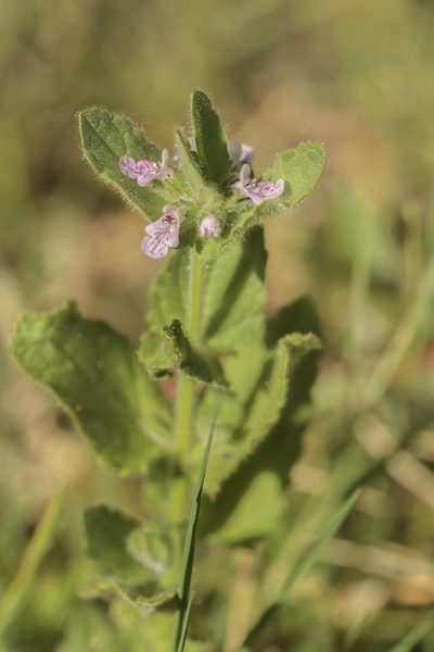 Stachys stricta, photographed by Megan Ralph