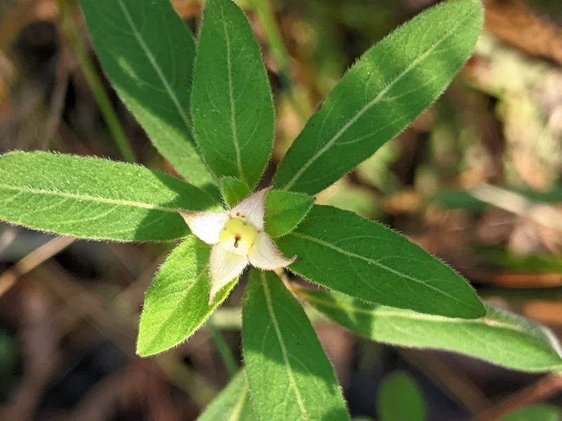 Ludwigia pilosa, photographed by Alison Northup