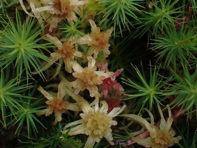Sphagnum angustifolium, photographed by Mary Krieger