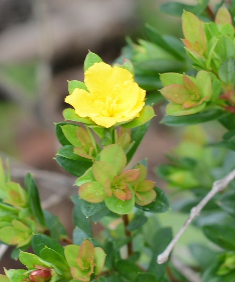 Hibbertia nitida, photographed by ronavery