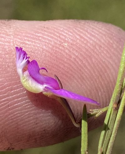 Polygala refracta, photographed by Dave U