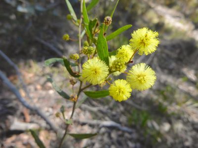 Acacia verniciflua, photographed by Kiri Bee
