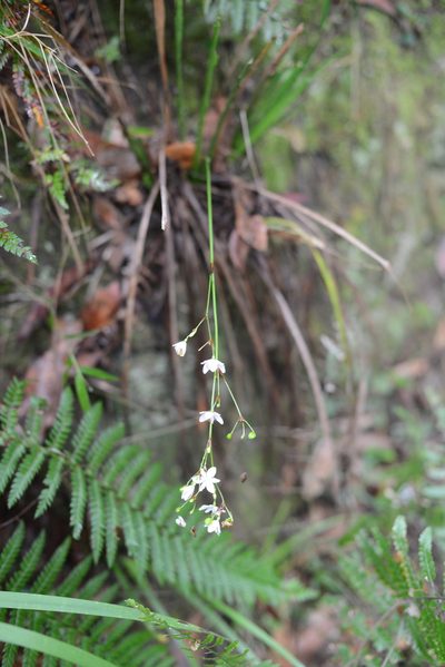 Libertia paniculata, photographed by ronavery