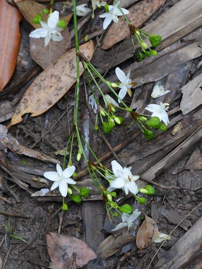 Libertia paniculata, photographed by ronavery