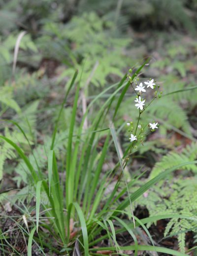 Libertia paniculata, photographed by ronavery