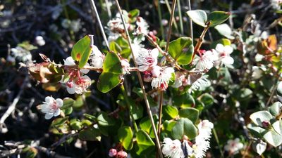 Hypocalymma cordifolium, photographed by Helium Luo
