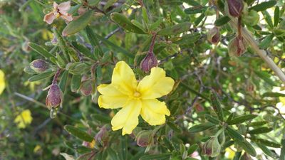Hibbertia furfuracea, photographed by Helium Luo
