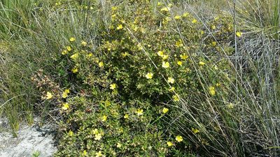 Hibbertia furfuracea, photographed by Helium Luo