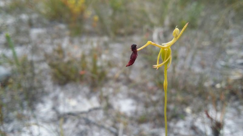 Drakaea thynniphila, photographed by Helium Luo