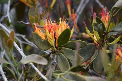 Dendrophthoe glabrescens, photographed by Thomas Mesaglio