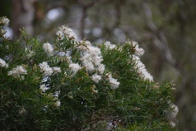 Melaleuca linariifolia, photographed by Thomas Mesaglio