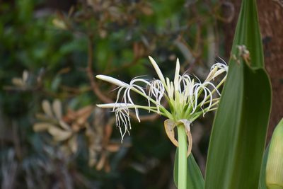 Crinum asiaticum, photographed by Thomas Mesaglio