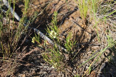 Eustegia minuta, photographed by Noeleen du Toit