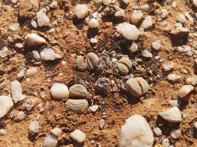Lithops meyeri, photographed by leandra-k_89
