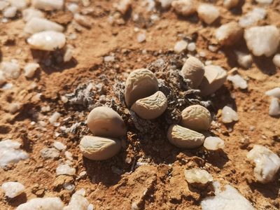 Lithops meyeri, photographed by leandra-k_89