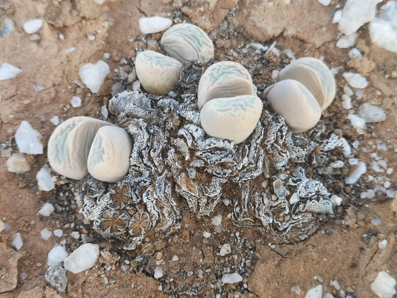 Lithops meyeri, photographed by leandra-k_89