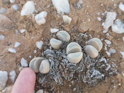 Lithops meyeri, photographed by leandra-k_89