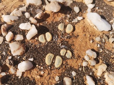 Lithops meyeri, photographed by leandra-k_89