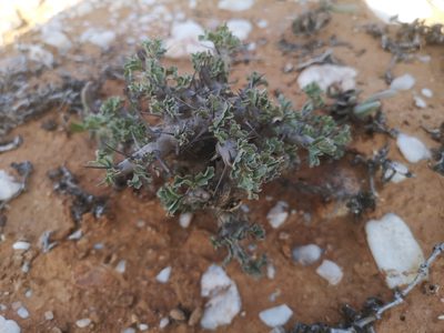 Sarcocaulon spinosum, photographed by leandra-k_89