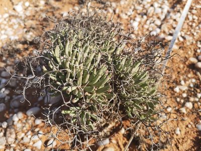 Tylecodon reticulatus, photographed by leandra-k_89