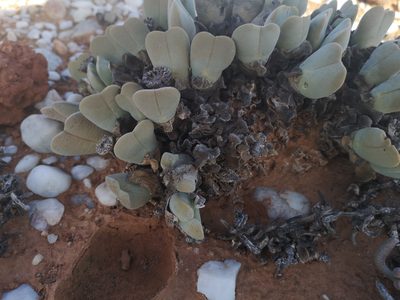 Cheiridopsis pillansii, photographed by leandra-k_89