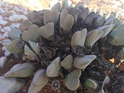 Cheiridopsis pillansii, photographed by leandra-k_89