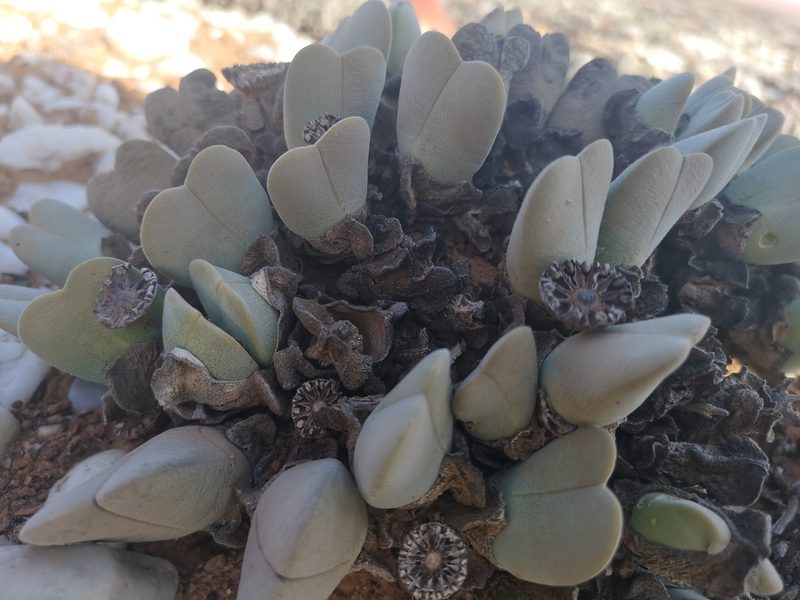 Cheiridopsis pillansii, photographed by leandra-k_89