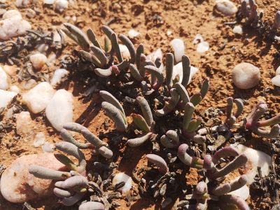 Cephalophyllum ebracteatum, photographed by leandra-k_89