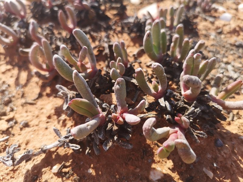 Cephalophyllum ebracteatum, photographed by leandra-k_89