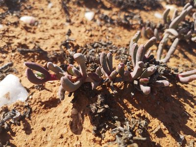Cephalophyllum ebracteatum, photographed by leandra-k_89