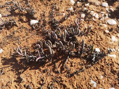Cephalophyllum ebracteatum, photographed by leandra-k_89