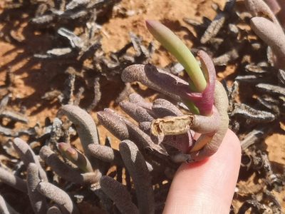Cephalophyllum ebracteatum, photographed by leandra-k_89