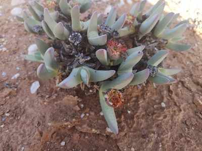 Cheiridopsis robusta, photographed by leandra-k_89