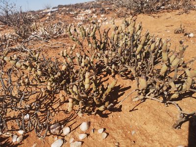 Mesembryanthemum pseudoschlichtianum, photographed by leandra-k_89