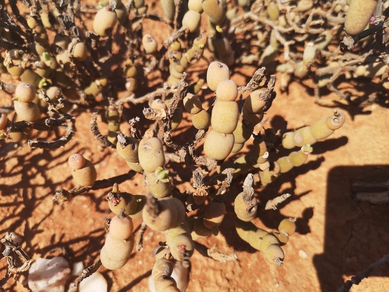 Mesembryanthemum pseudoschlichtianum, photographed by leandra-k_89