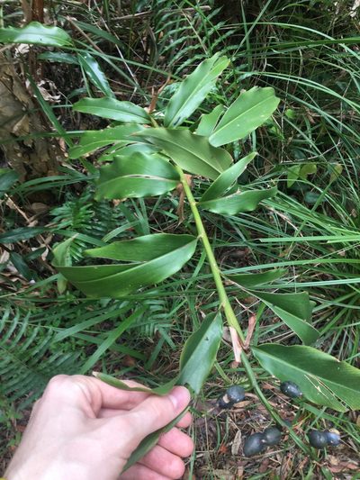 Alpinia arundelliana, photographed by Thomas Mesaglio