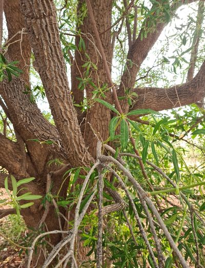 Alstonia actinophylla, photographed by Ben Lewis