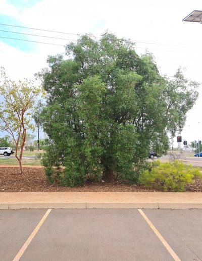 Alstonia actinophylla, photographed by Ben Lewis