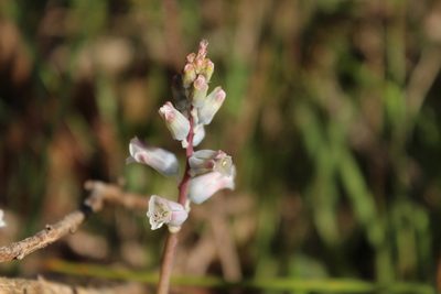 Lachenalia mediana, photographed by Noeleen du Toit