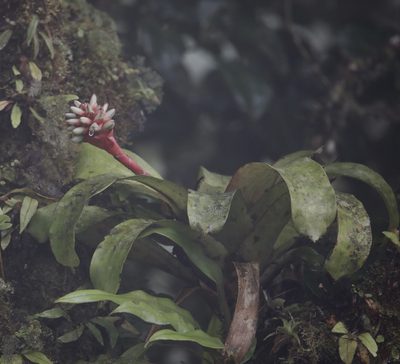 Guzmania musaica, photographed by Aitor