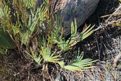 Nivenia stokoei, photographed by Noeleen du Toit