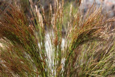 Restio festuciformis, photographed by Noeleen du Toit