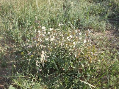 Megacarpaea megalocarpa, photographed by Konstantin Grebennikov