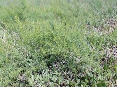 Asparagus pallasii, photographed by Konstantin Grebennikov