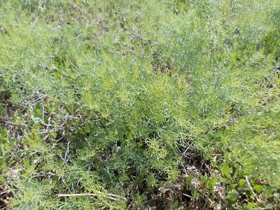 Asparagus pallasii, photographed by Konstantin Grebennikov