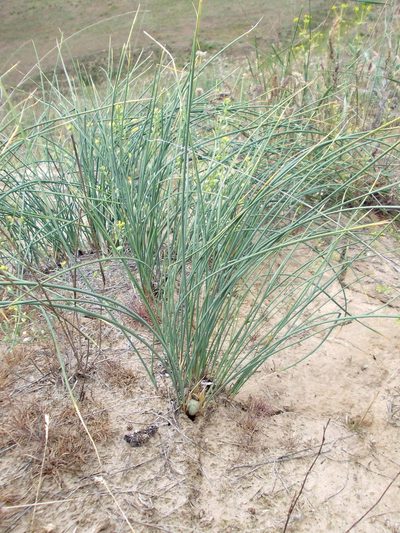 Iris tenuifolia, photographed by Konstantin Grebennikov